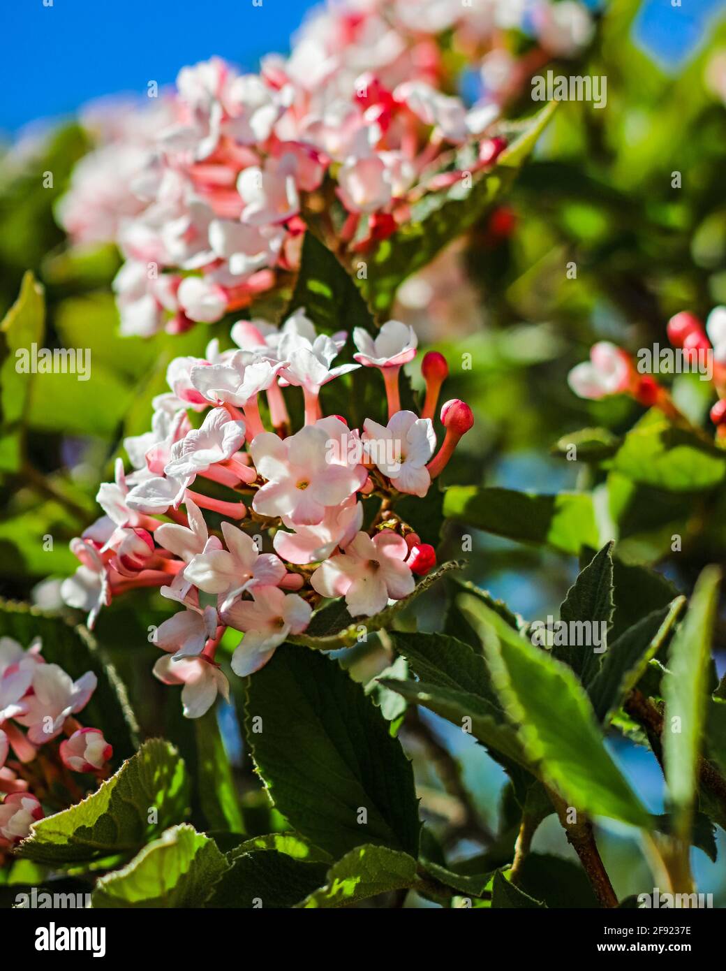the spring sun shining on a flowering bush Stock Photo