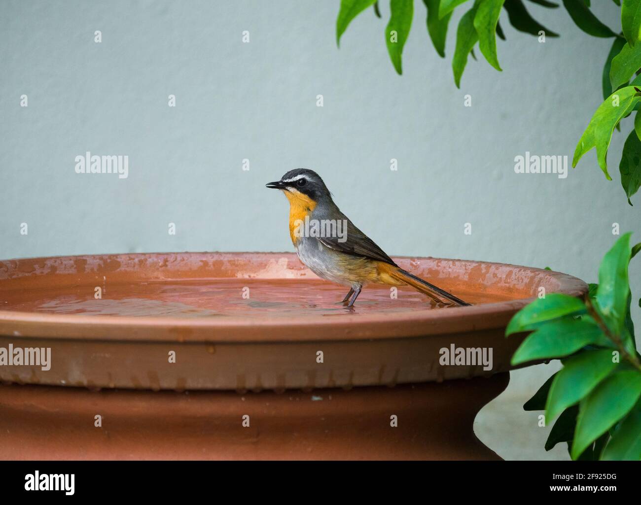 Cape robin-chat (Cossypha caffra) side view and closeup in a bird bath in a garden Stock Photo