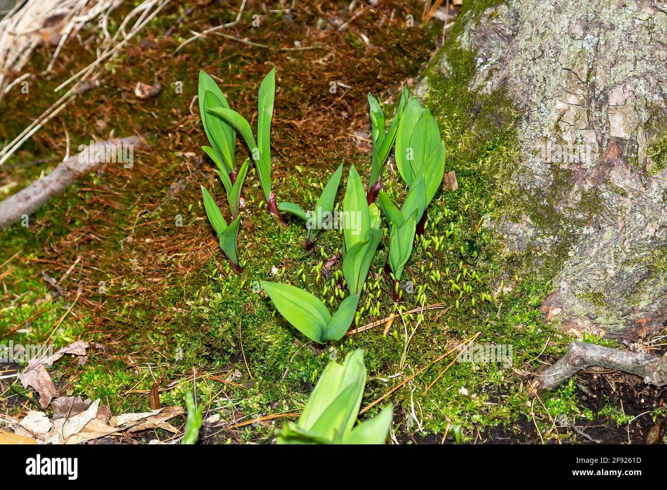 Wild Ramps wild garlic ( Allium tricoccum), commonly known as ramp