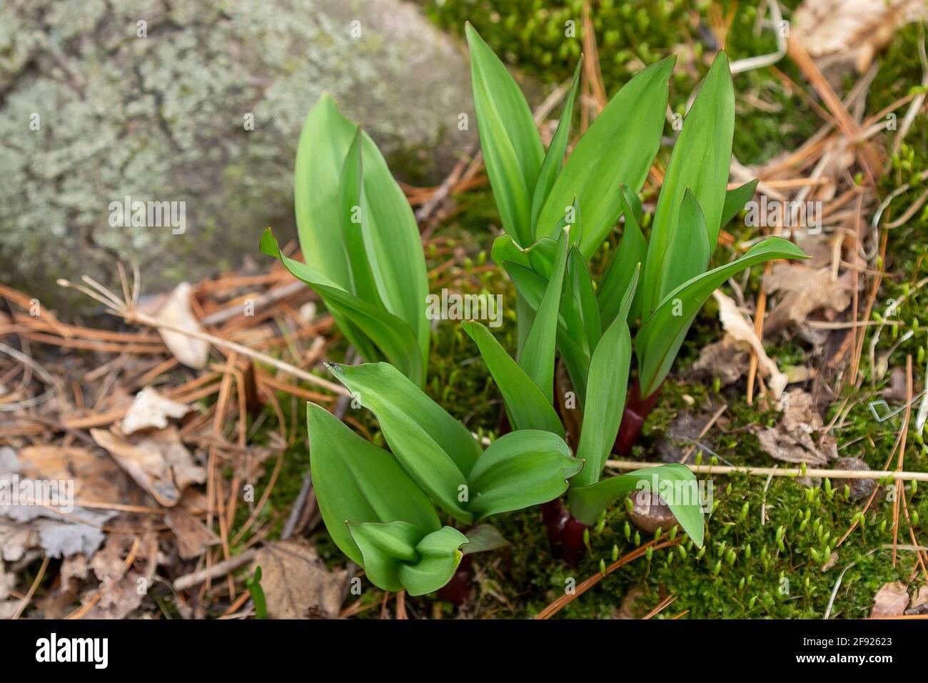 Wild Ramps wild garlic ( Allium tricoccum), commonly known as ramp