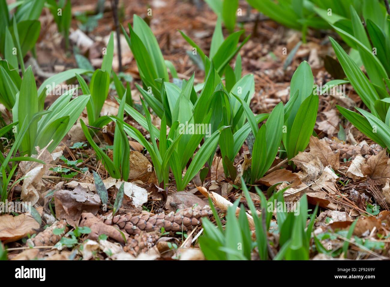 Wild Ramps wild garlic ( Allium tricoccum), commonly known as ramp