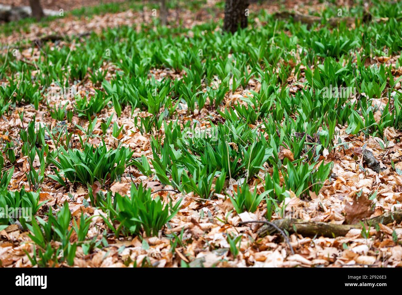 Wild Ramps wild garlic ( Allium tricoccum), commonly known as ramp, ramps, spring onion, wild
