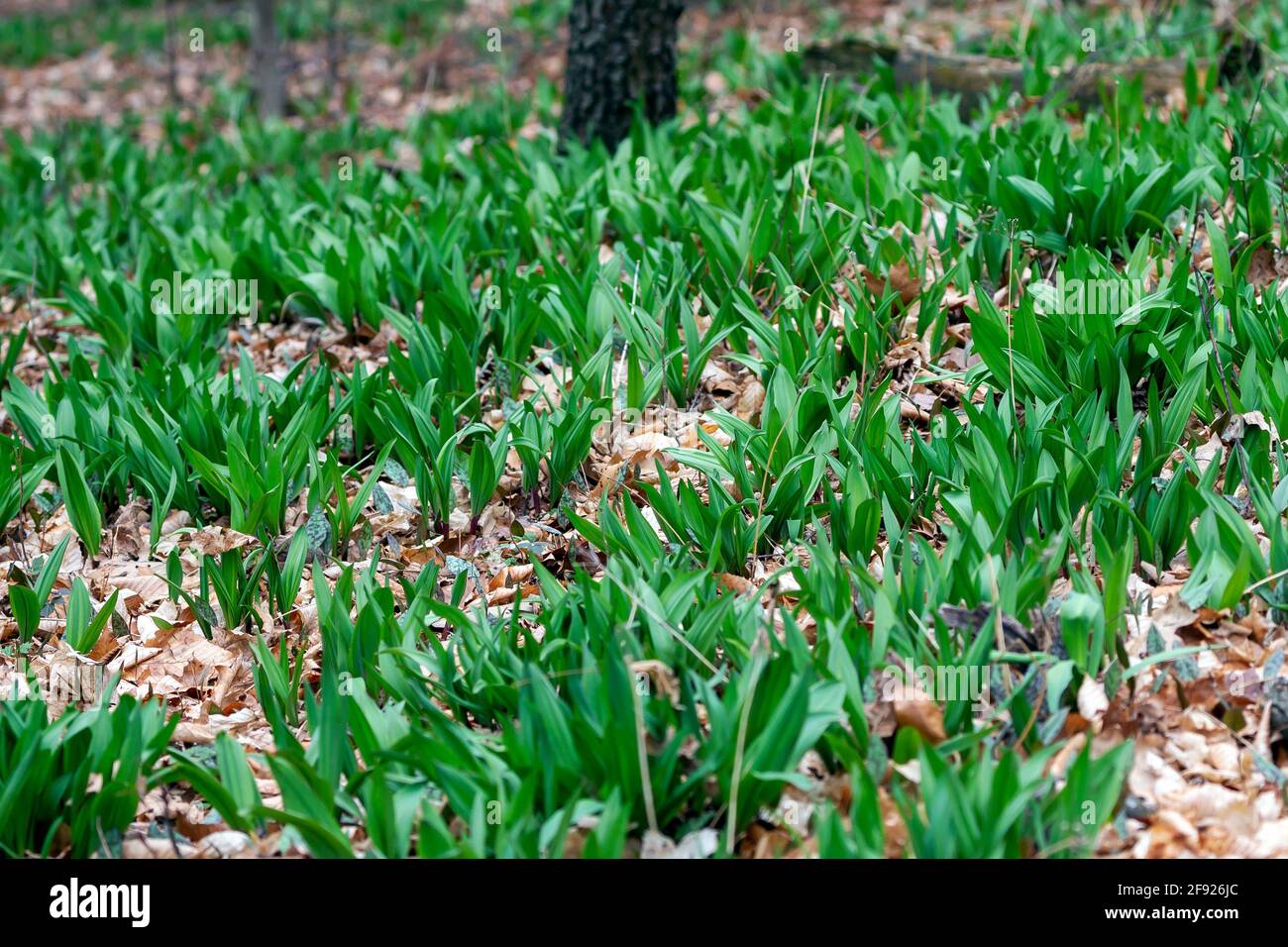 Wild Ramps wild garlic ( Allium tricoccum), commonly known as ramp