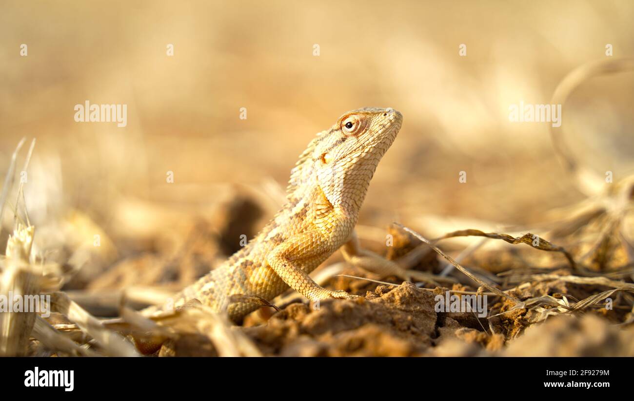Close up of the oriental Garden lizard. Eastern garden lizard or changeable lizard scientific name is Calotes versicolor. Stock Photo