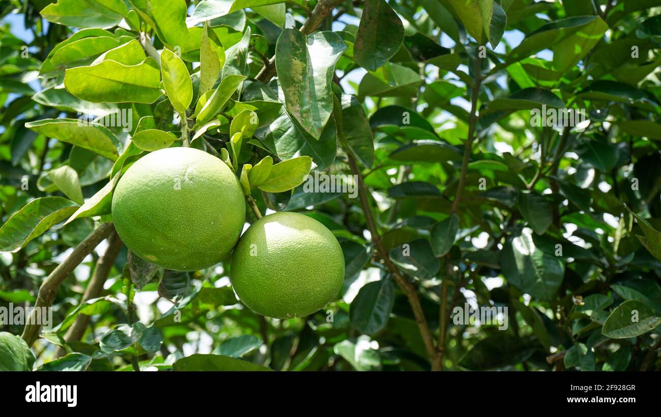 Close up of grapefruit on the tree Stock Photo