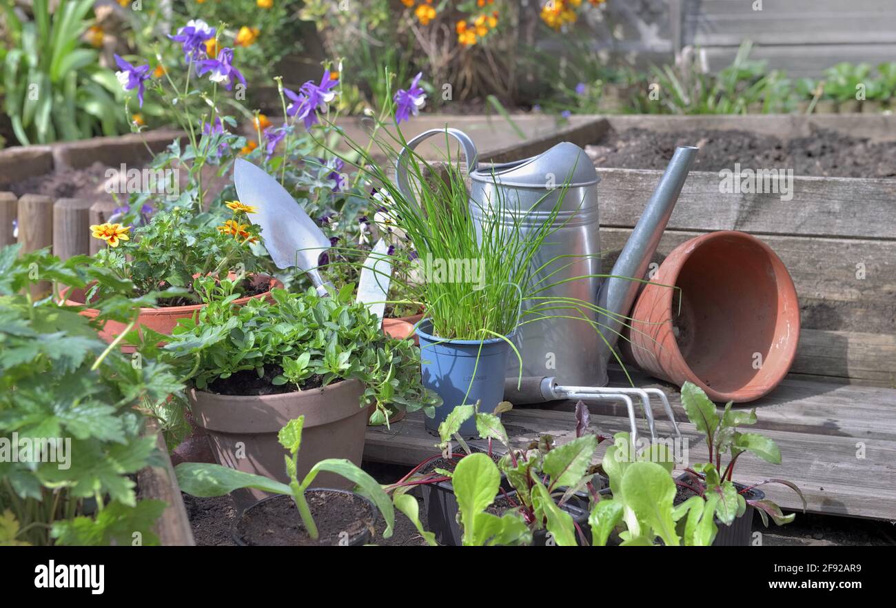 vegetable seedlings and aromatic plant with gardening equipment in a garden Stock Photo