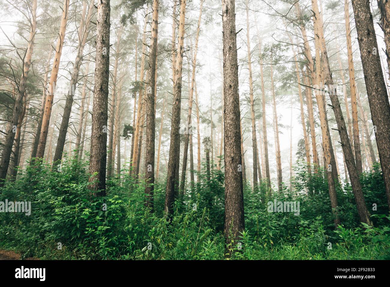 Beautiful summer forest with different trees in morning fog Stock Photo ...