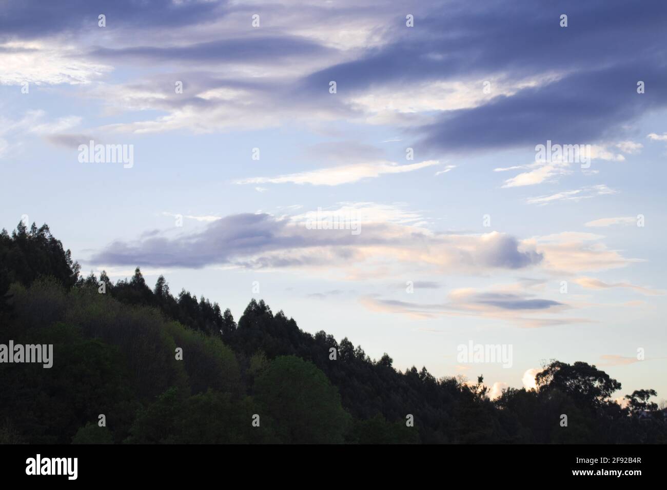 Tops of dense trees in the cloudy sky background Stock Photo - Alamy