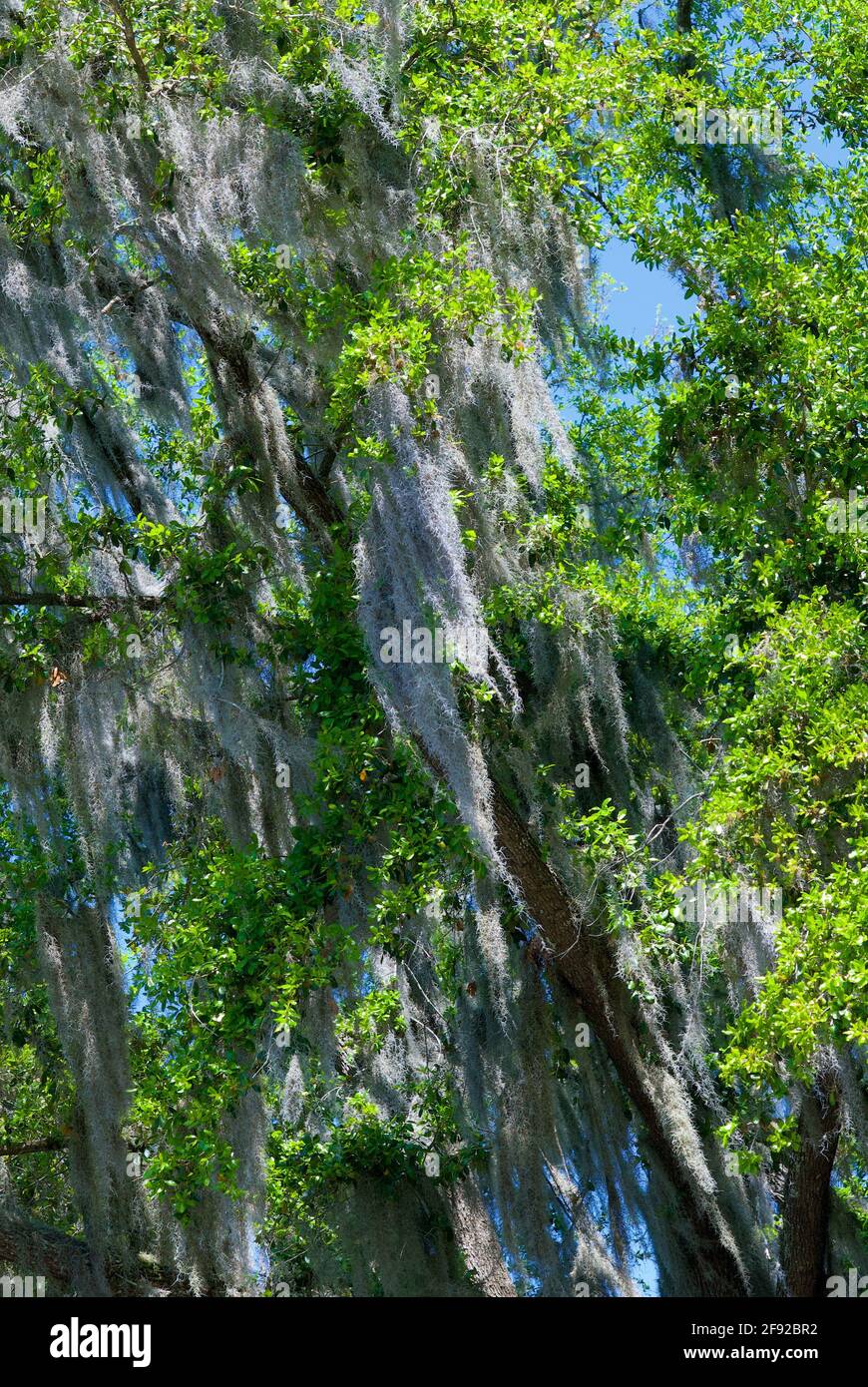 A gentle breeze blows Spanish Moss hanging from tree limbs on a hot day in coastal Georgia, USA. Stock Photo