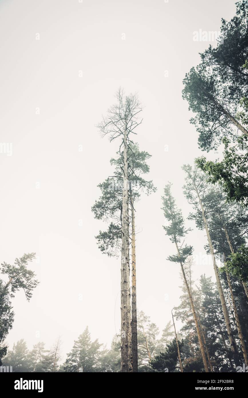 Beautiful summer forest with different trees in morning fog Stock Photo ...