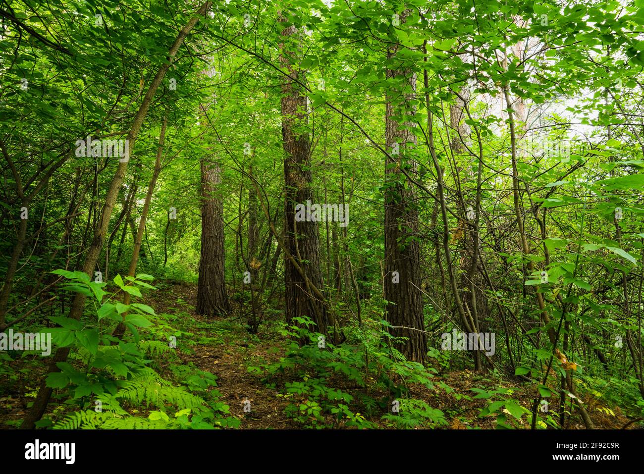Beautiful place in deep of wild summer forest Stock Photo - Alamy