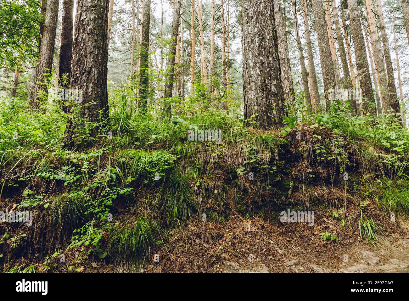 Beautiful place in deep of wild summer forest Stock Photo - Alamy