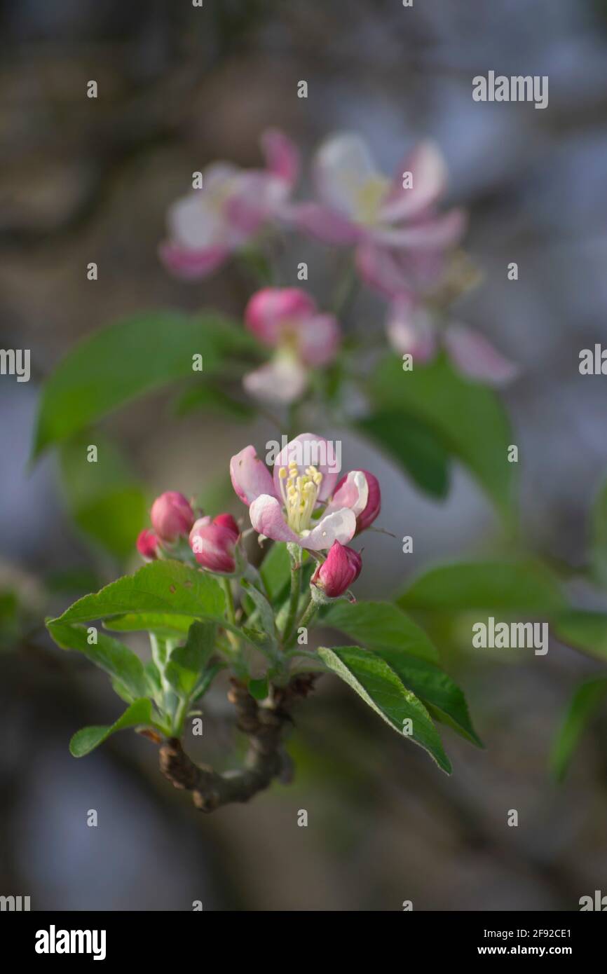 Apple blossom branch in springtime, bokeh Background Stock Photo