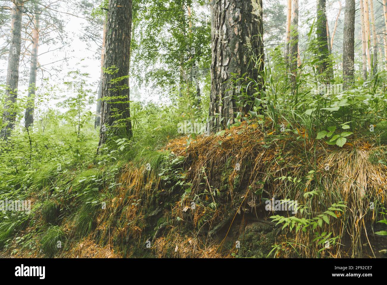 Beautiful place in deep of wild summer forest Stock Photo - Alamy