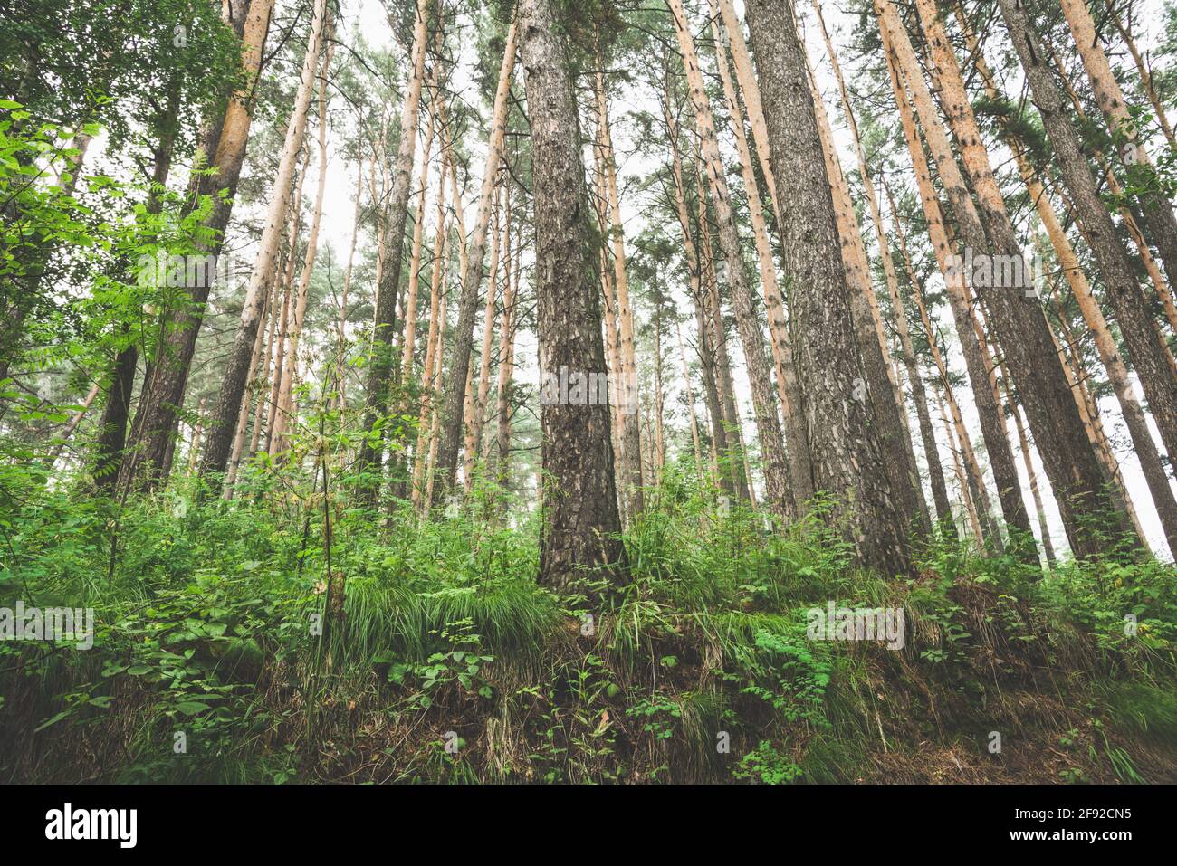 Beautiful place in deep of wild summer forest Stock Photo - Alamy