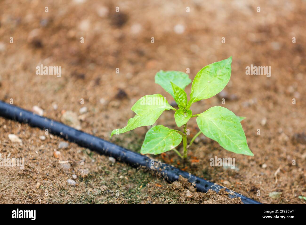 Saudi Arabian farm land Stock Photo Alamy