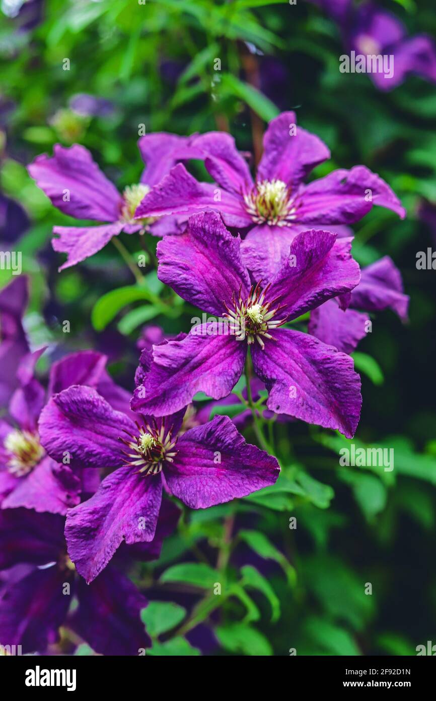 Purple flowers blooming hi-res stock photography and images - Alamy