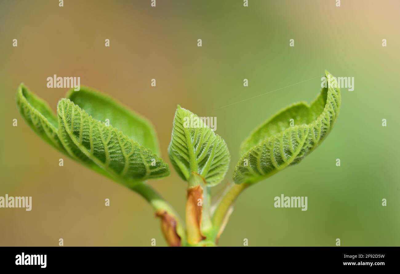 Closeup in spring of young fig tree leaves, which are just unfolding