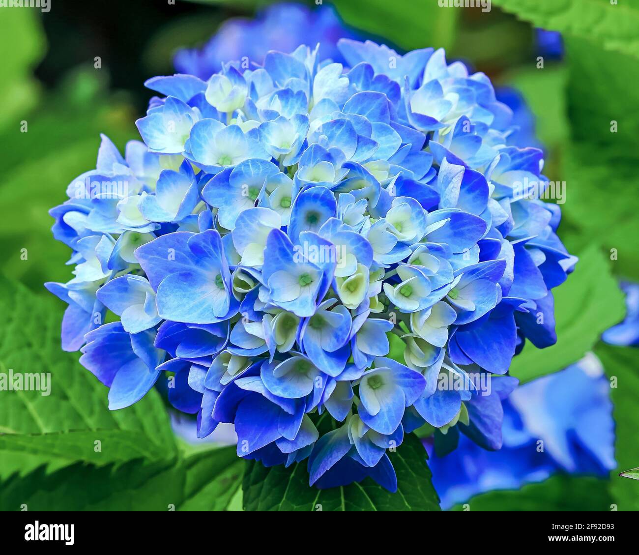 Blue hydrangea blossoming Stock Photo