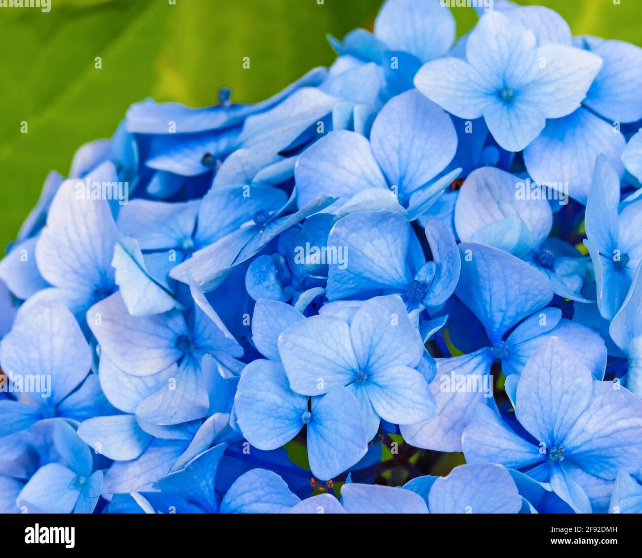 Blue hydrangea blossom Stock Photo