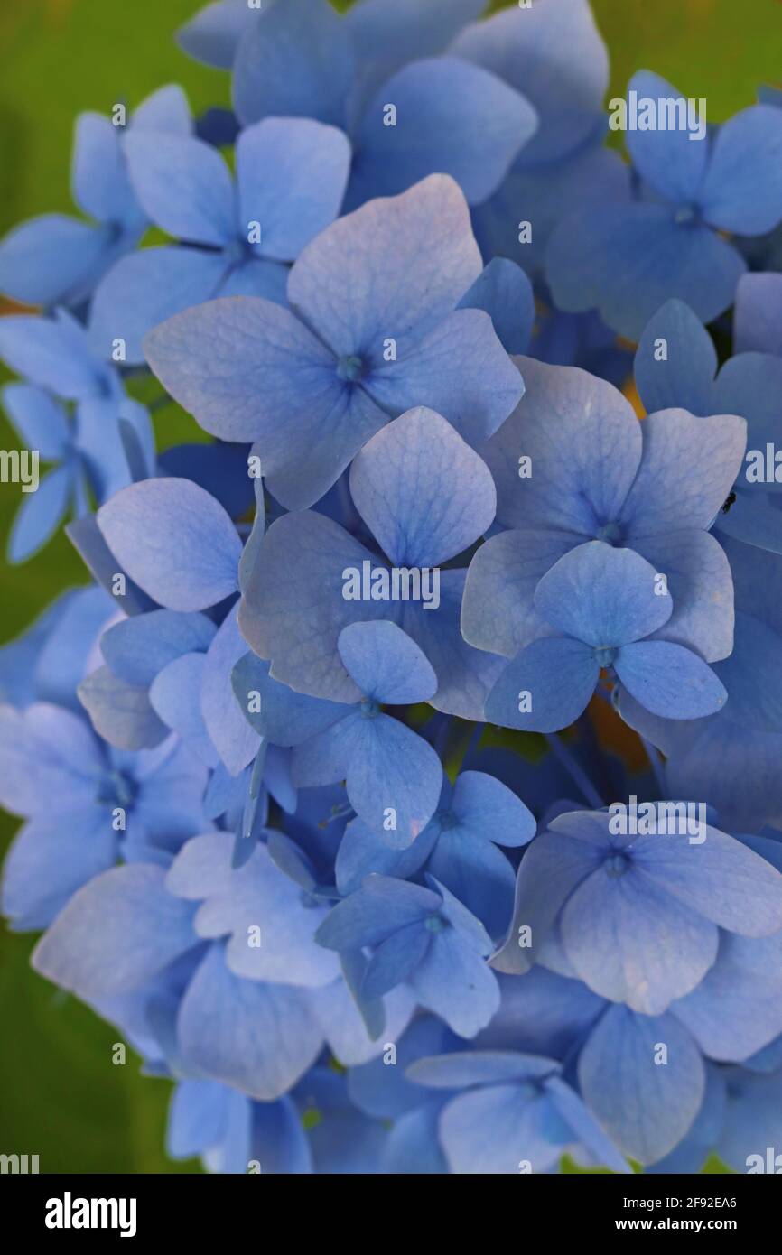 Blue Hydrangea Flowers Blooming On A Rainy Day In The Garden Stock Photo Alamy