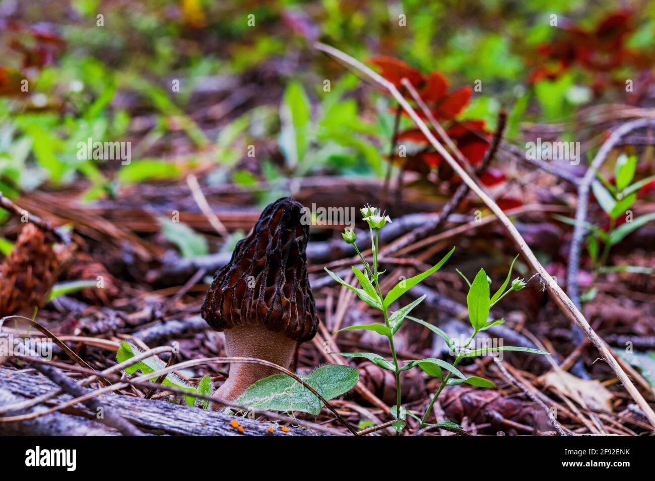 Wild morel mushroom growing up on the forest floor Stock Photo