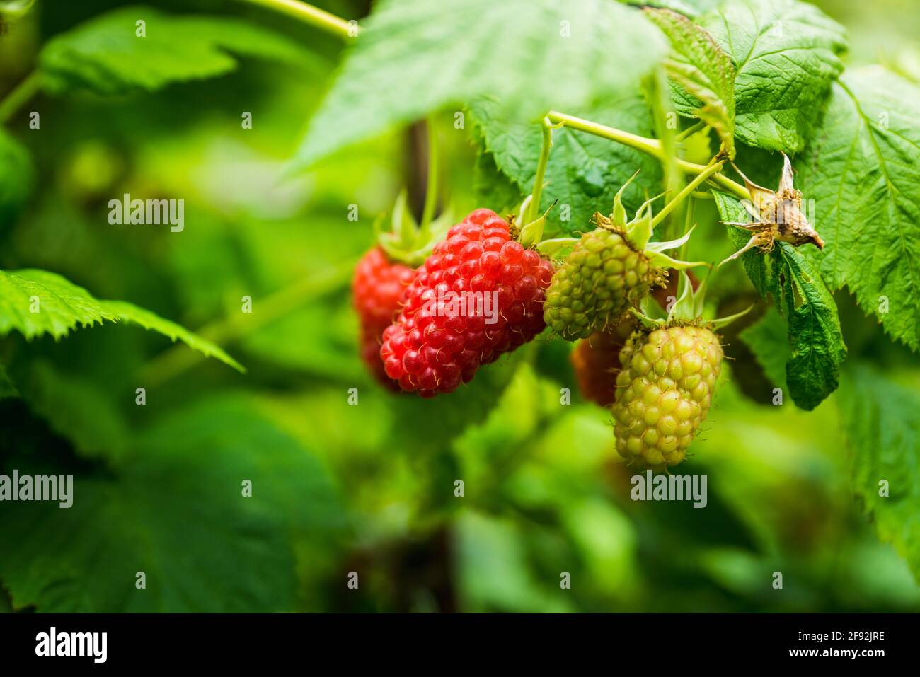 Branch with ripe raspberry in the garden. Selective focus. Shallow ...