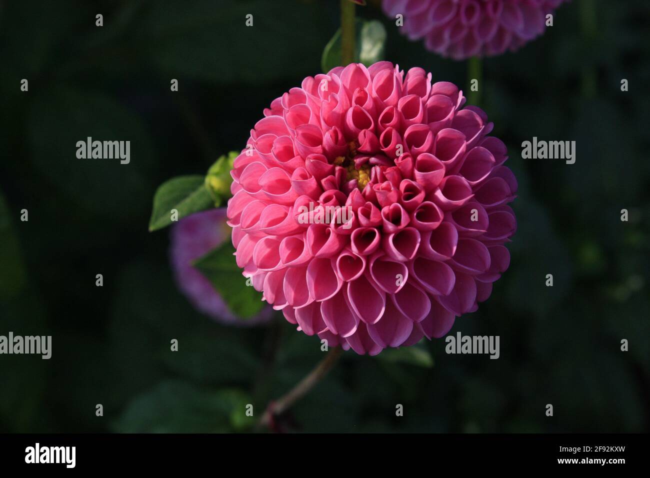 Pink dahlia blossoms in late afternoon sun Stock Photo