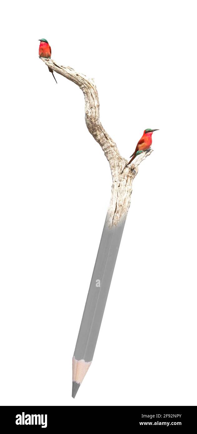 Northern Carmine Bee-Eater (Merops nubicus) on a pencil, isolated on white Stock Photo