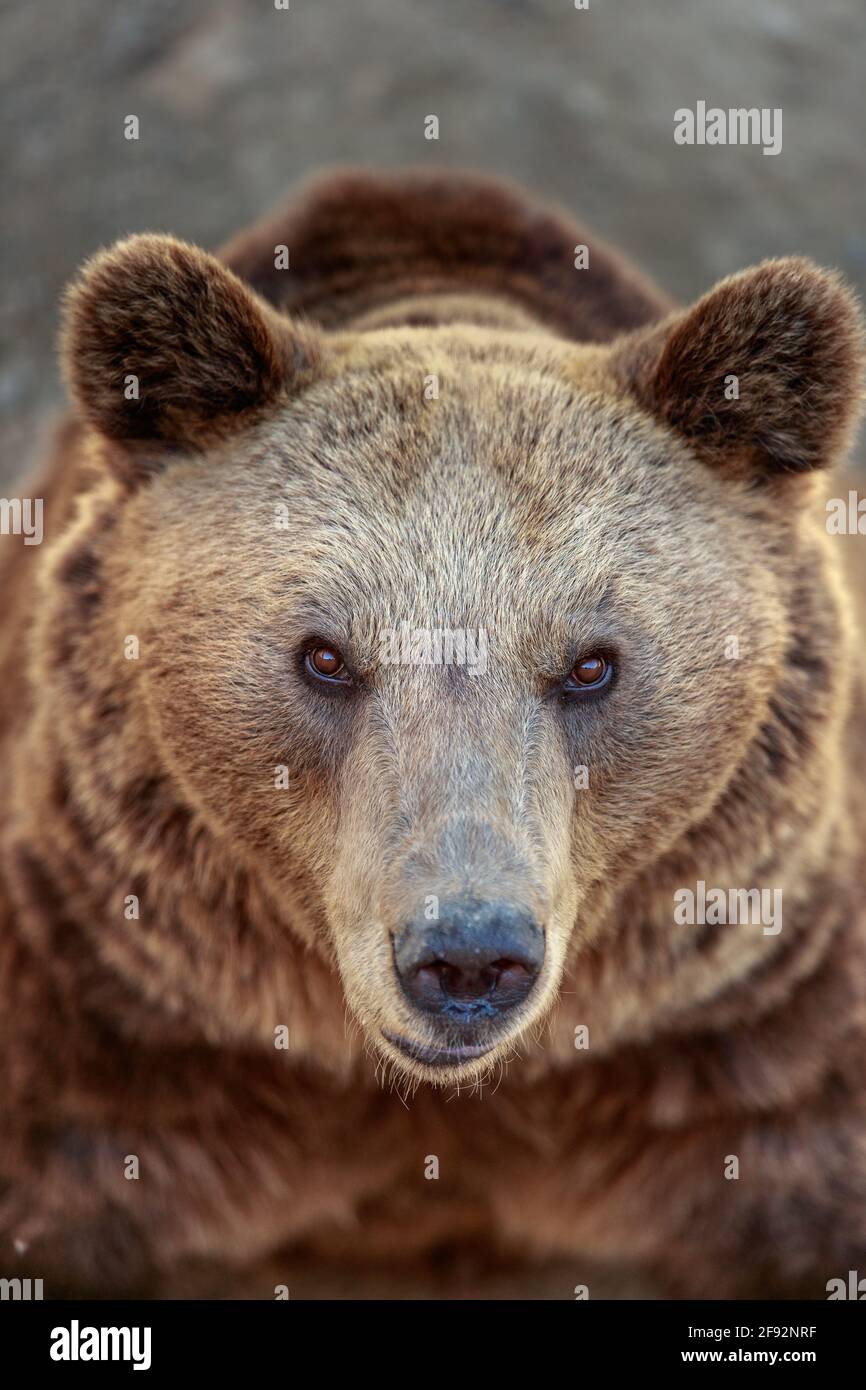 Brown Bear Stock Photo