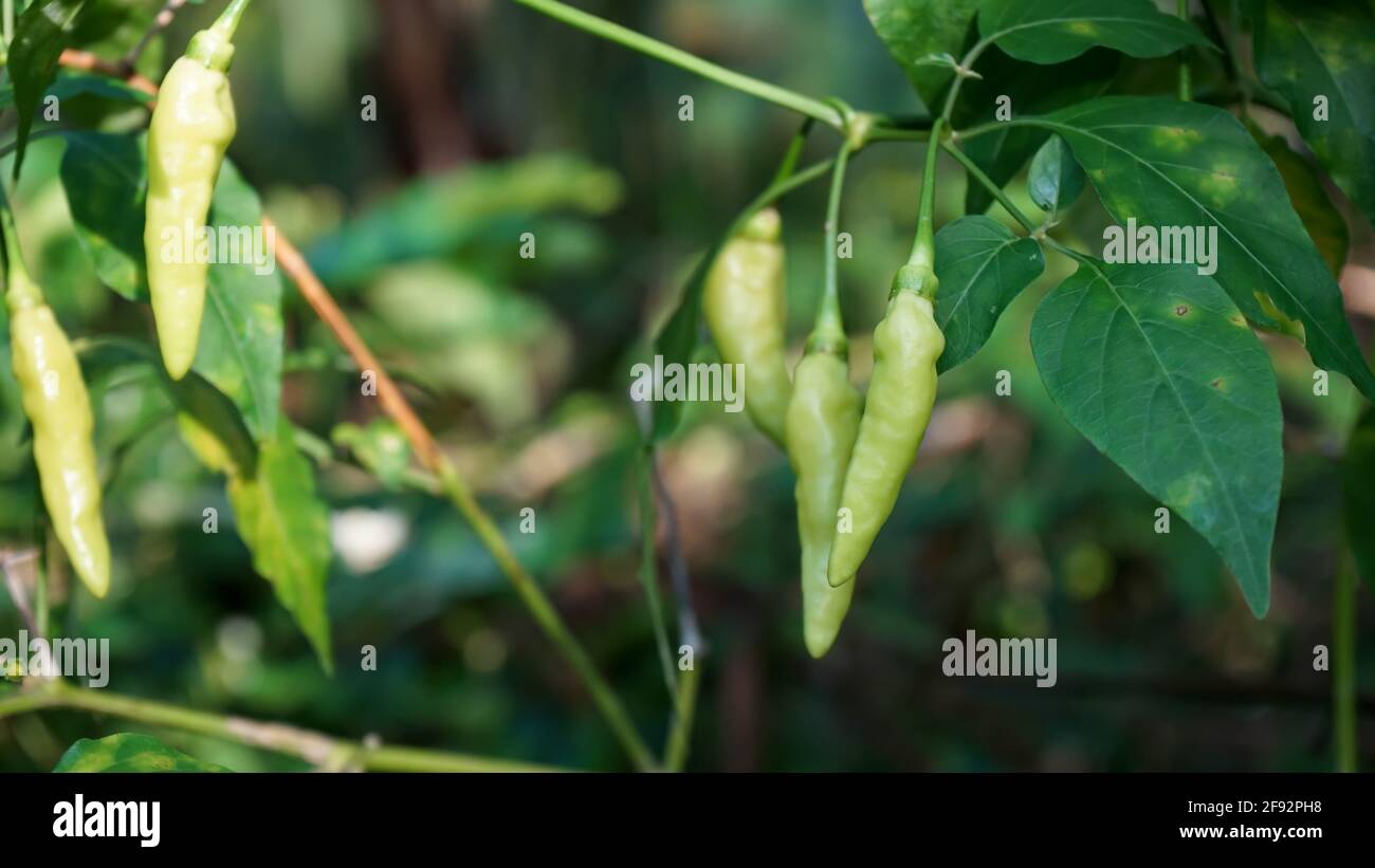 Ripe chilies hi-res stock photography and images - Alamy