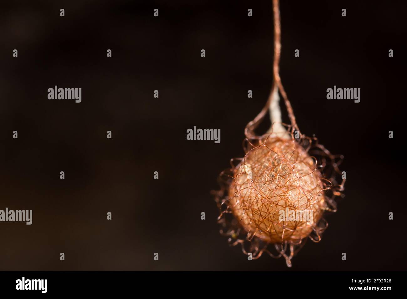 Pirate spider egg sac (Ero furcata Stock Photo Alamy