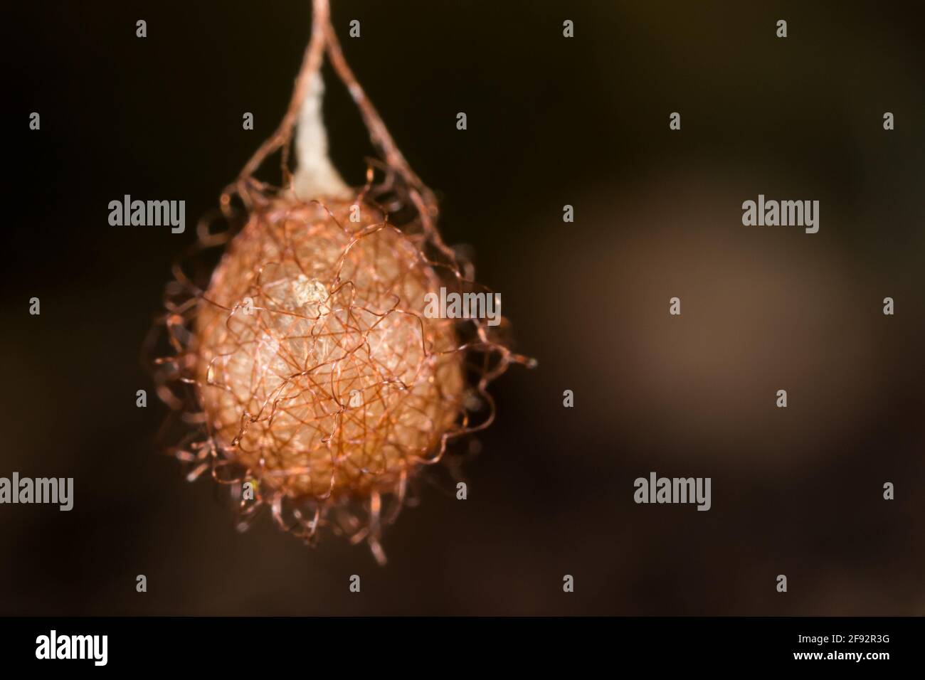 Pirate spider egg sac (Ero furcata Stock Photo Alamy