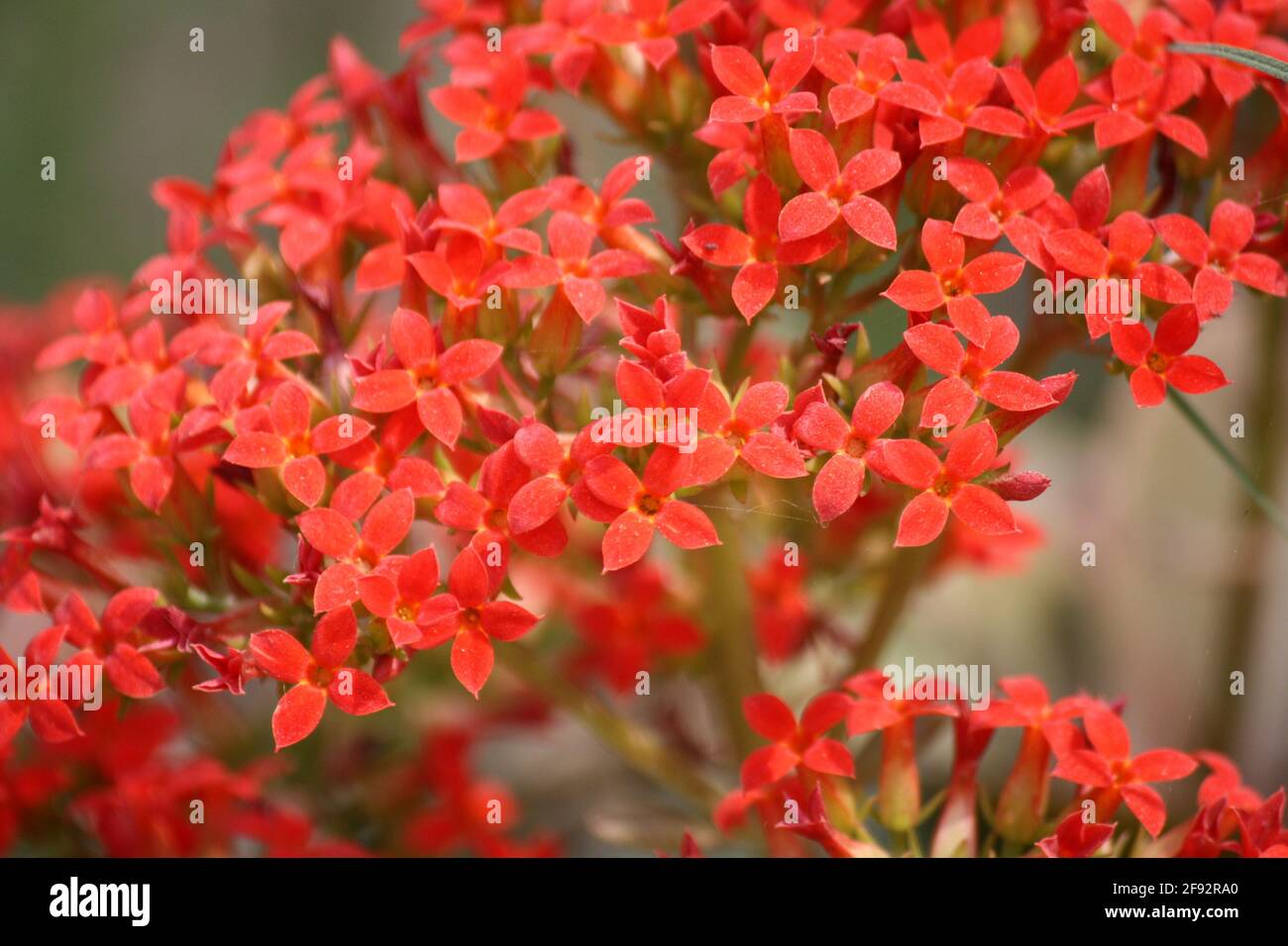 Ajooba (Kalanchoe pinnata) in bloom Stock Photo