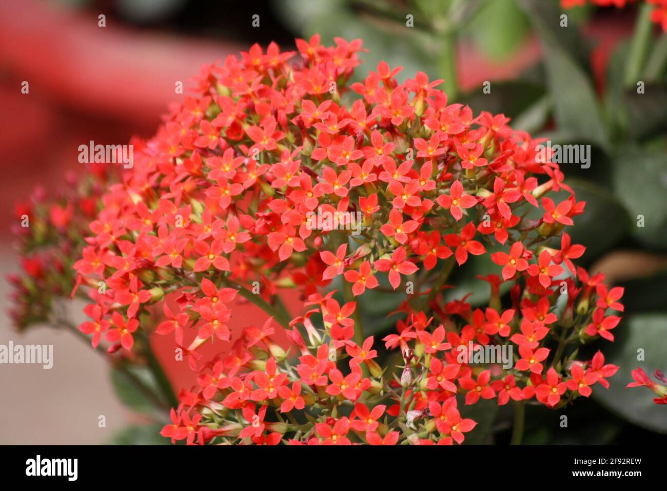 Ajooba (Kalanchoe pinnata) in bloom Stock Photo