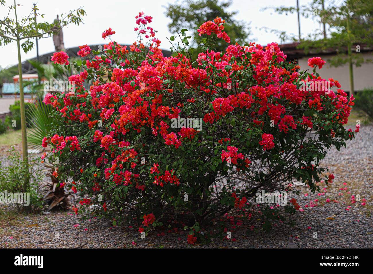 Arbusto en el jardín hi-res stock photography and images - Alamy