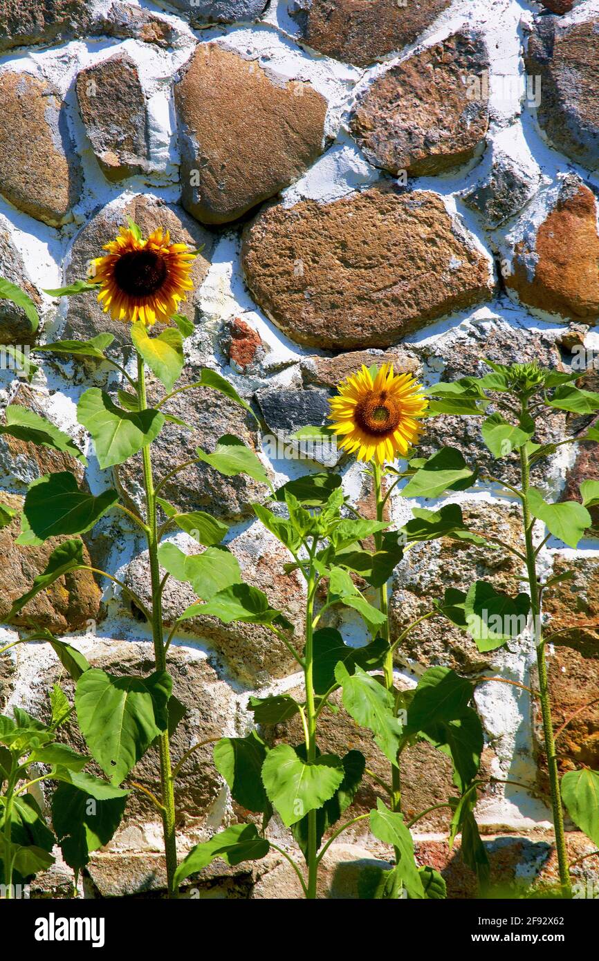 sunflower; wall; Stock Photo