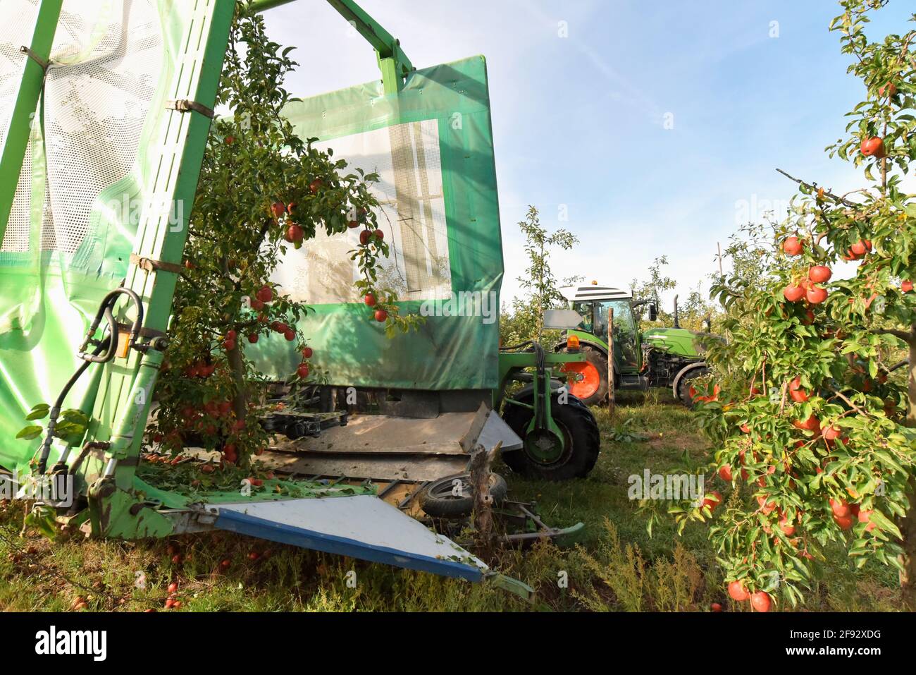 modern apple harvest with a harvesting machine on a plantation with fruit trees Stock Photo