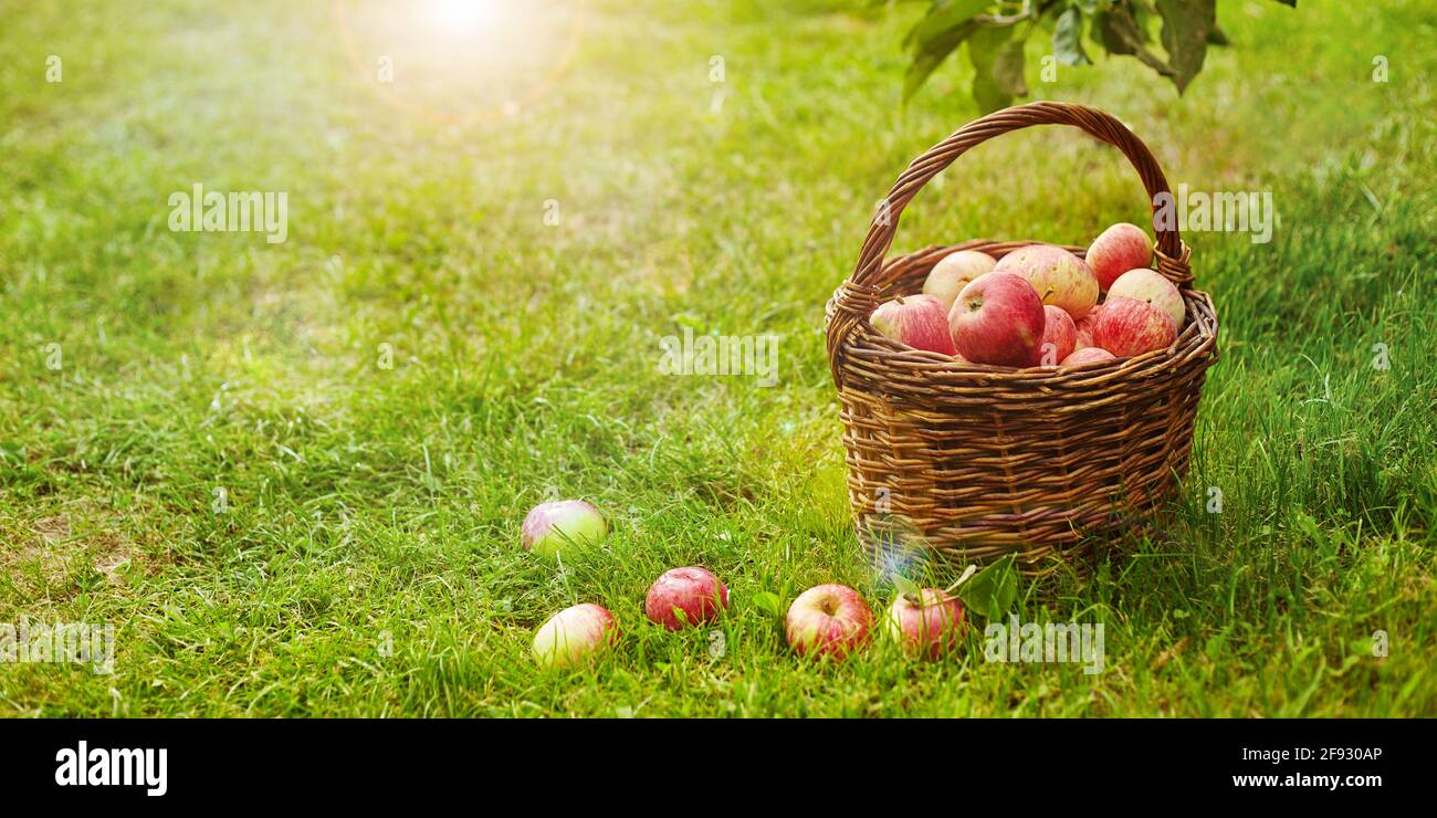 Fresh and colorful apples in basket, selective focus Stock Photo