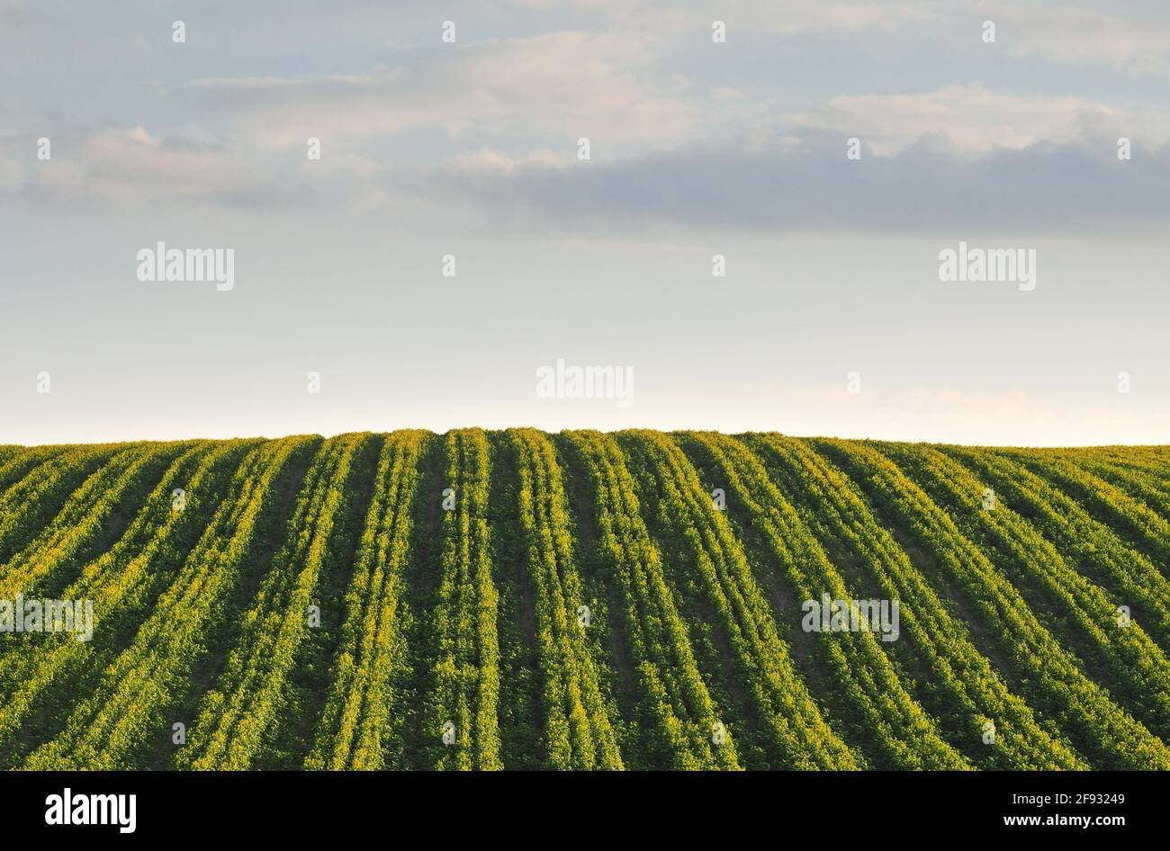 Long yellow filds of olseed rape before harvest, Moravia, Czech Republic Stock Photo