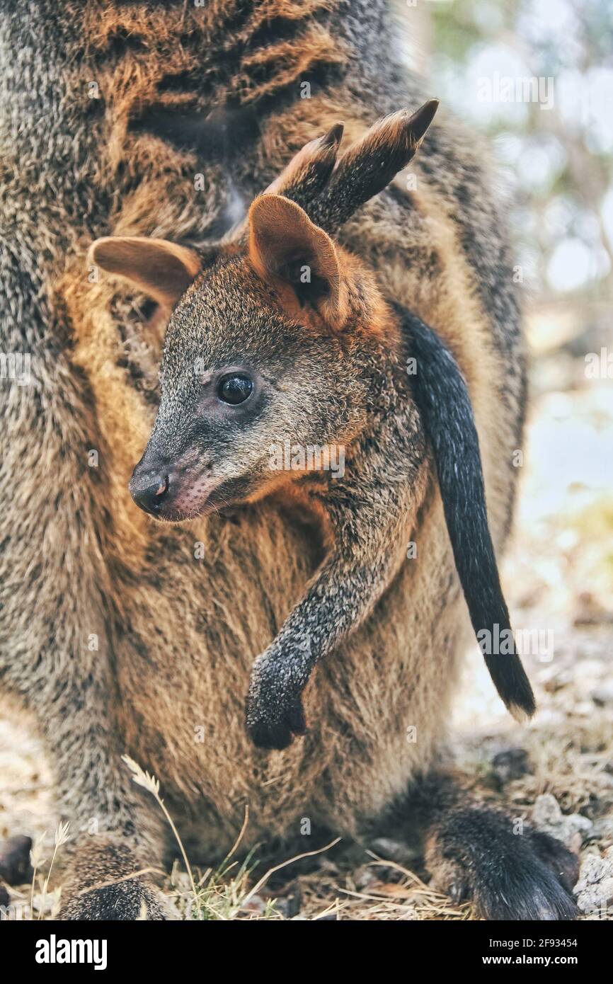 Kangaroo baby carrying hi-res stock photography and images - Alamy Kangaroo baby carrying hi-res stock photography and images - Alamy