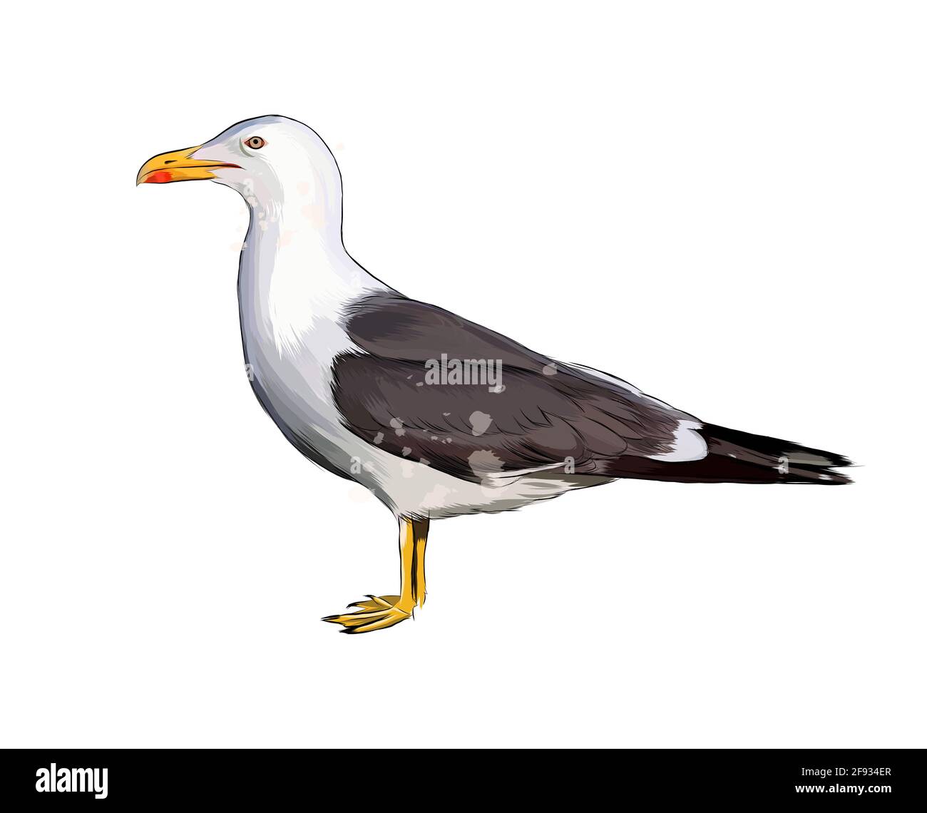 Seagull From A Splash Of Watercolor Colored Drawing Realistic Vector Illustration Of Paints Stock Vector Image Art Alamy