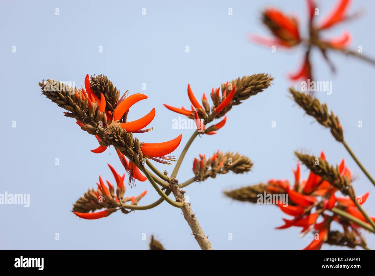 Holy flower of india hi-res stock photography and images - Alamy