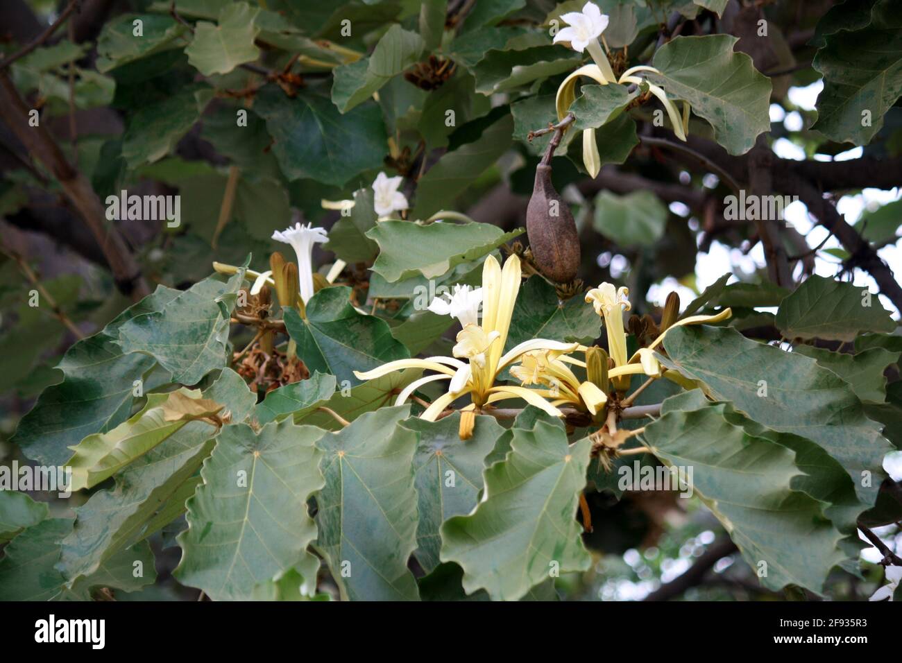 Bayur or Karnikara  flower (Pterospermum acerifolium) in bloom Stock Photo