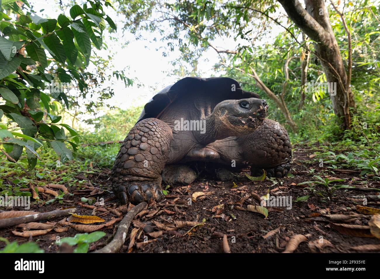 The most biggest turtle in the world. Galapagos giant tortoise, Chelonoidis niger. Galapagos Islands. Santa Cruz island.  (CTK Photo/Ondrej Zaruba) Stock Photo