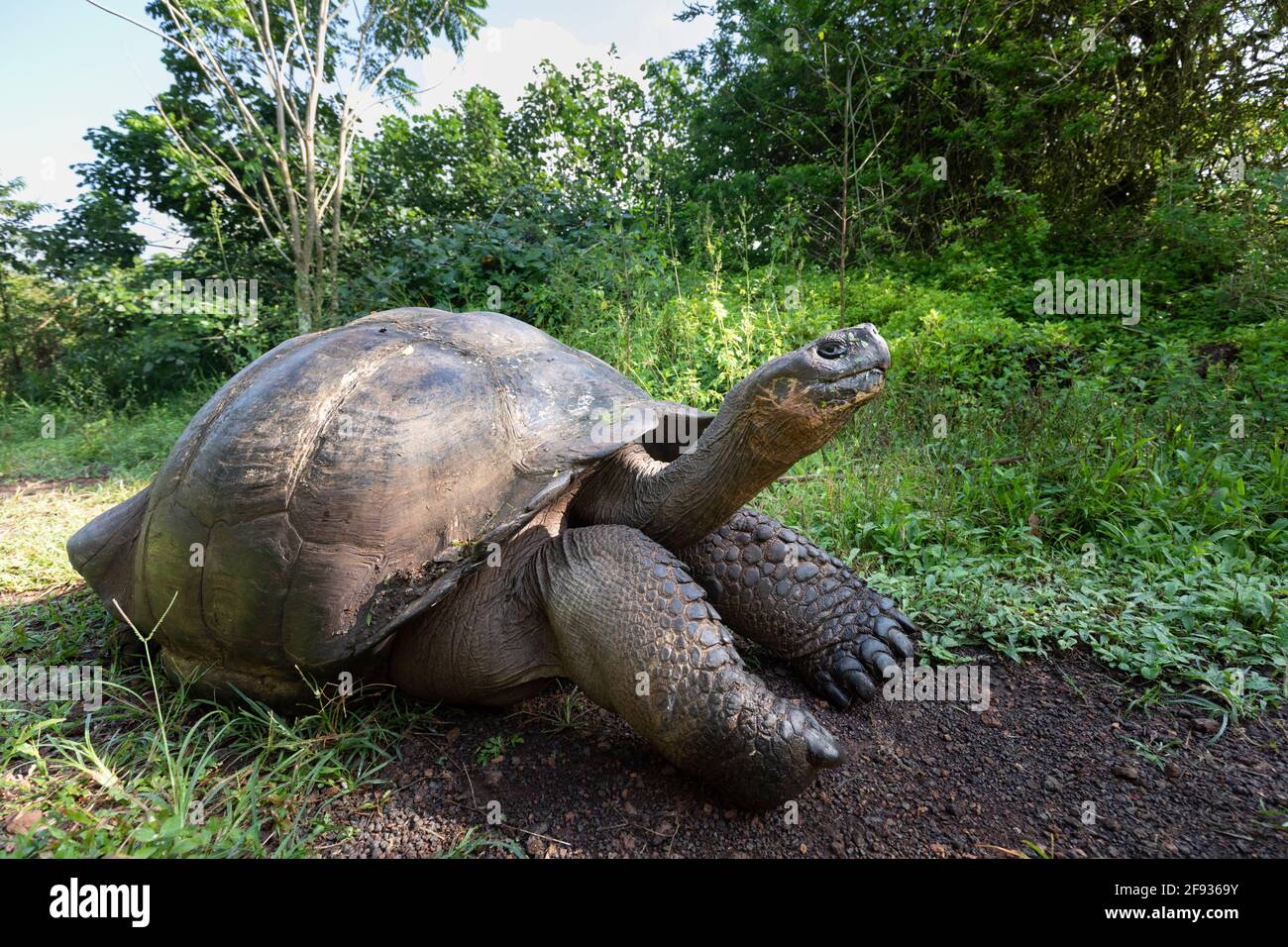 The most biggest turtle in the world. Galapagos giant tortoise