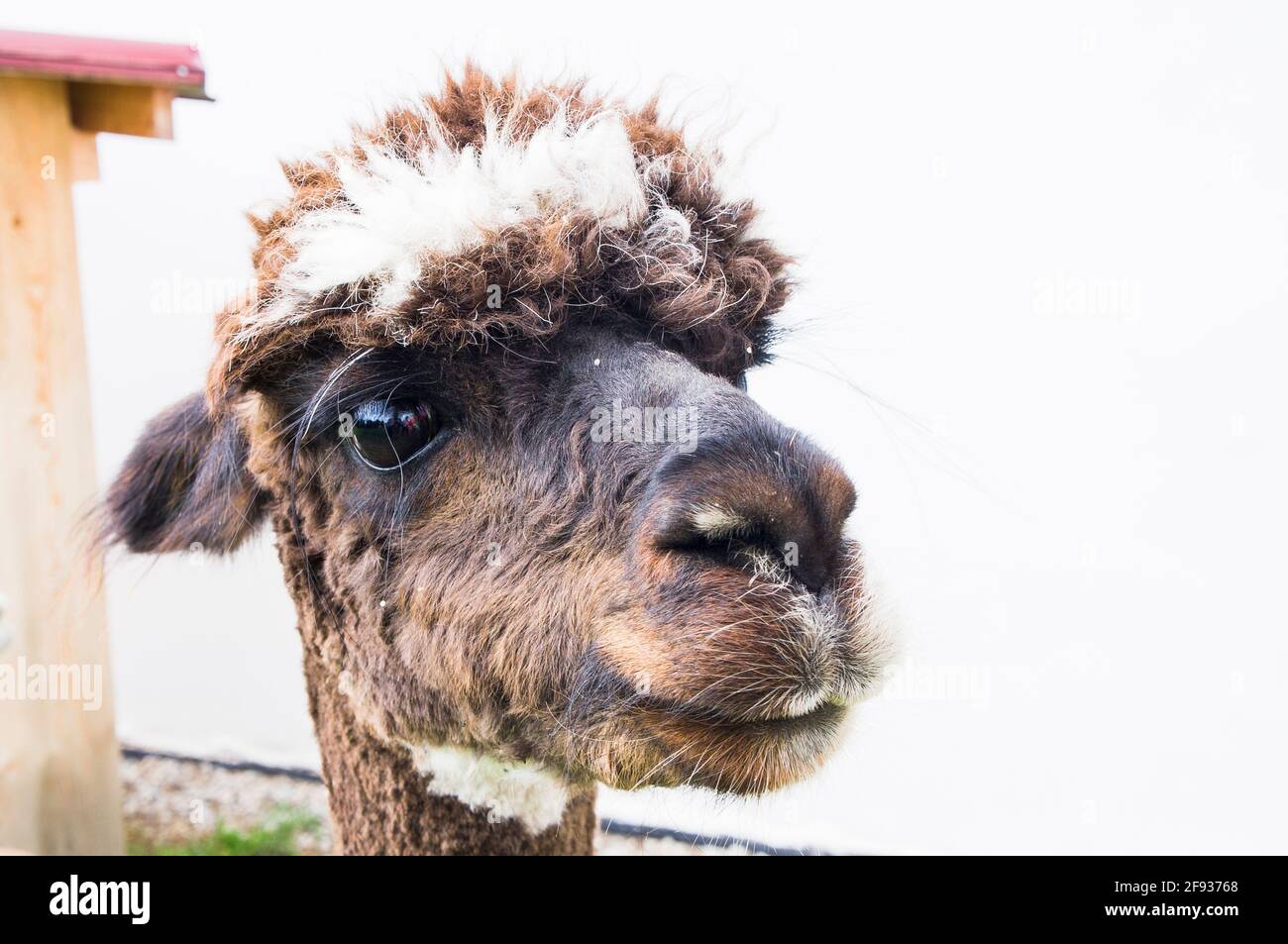 cropped Alpaca, Lama guanicoe pacos, June 14, 2020. (CTK Photo/Libor Sojka) Stock Photo