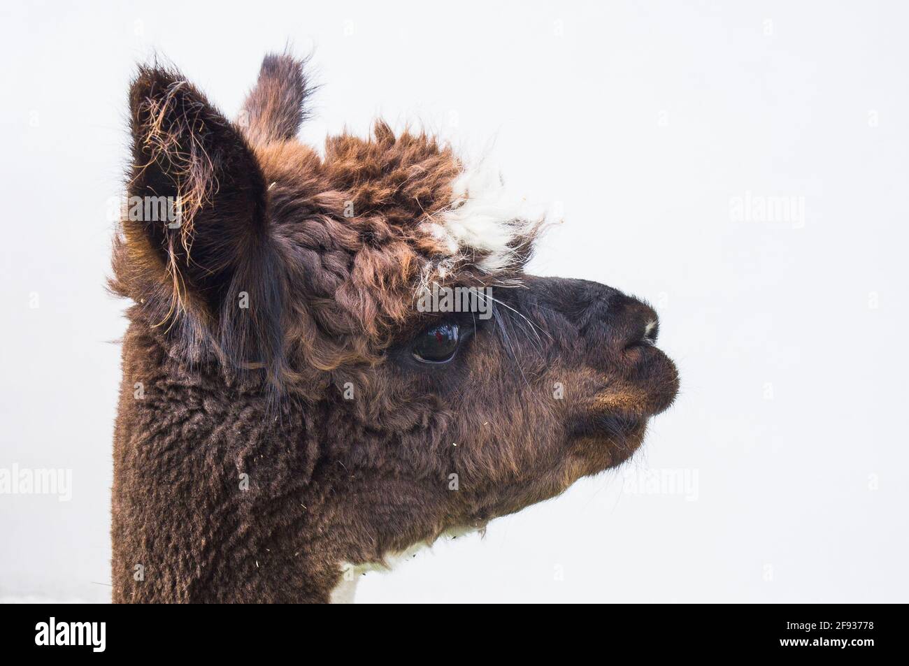 cropped Alpaca, Lama guanicoe pacos, June 14, 2020. (CTK Photo/Libor Sojka) Stock Photo