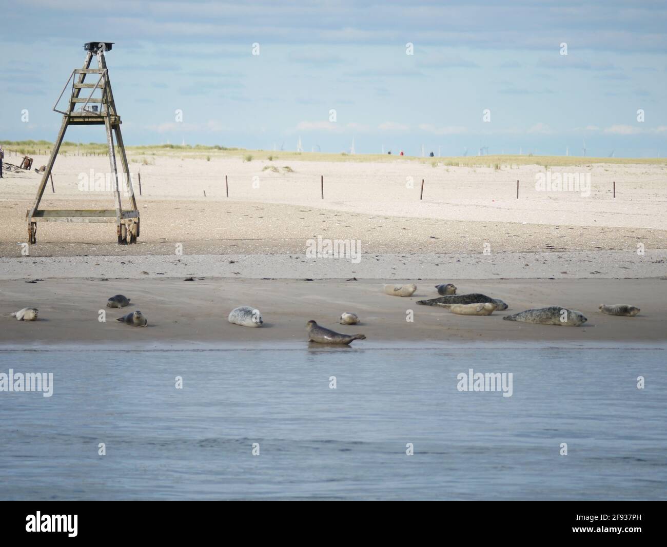 Seals lie on the sandy beach of a German island in the North Sea under ...