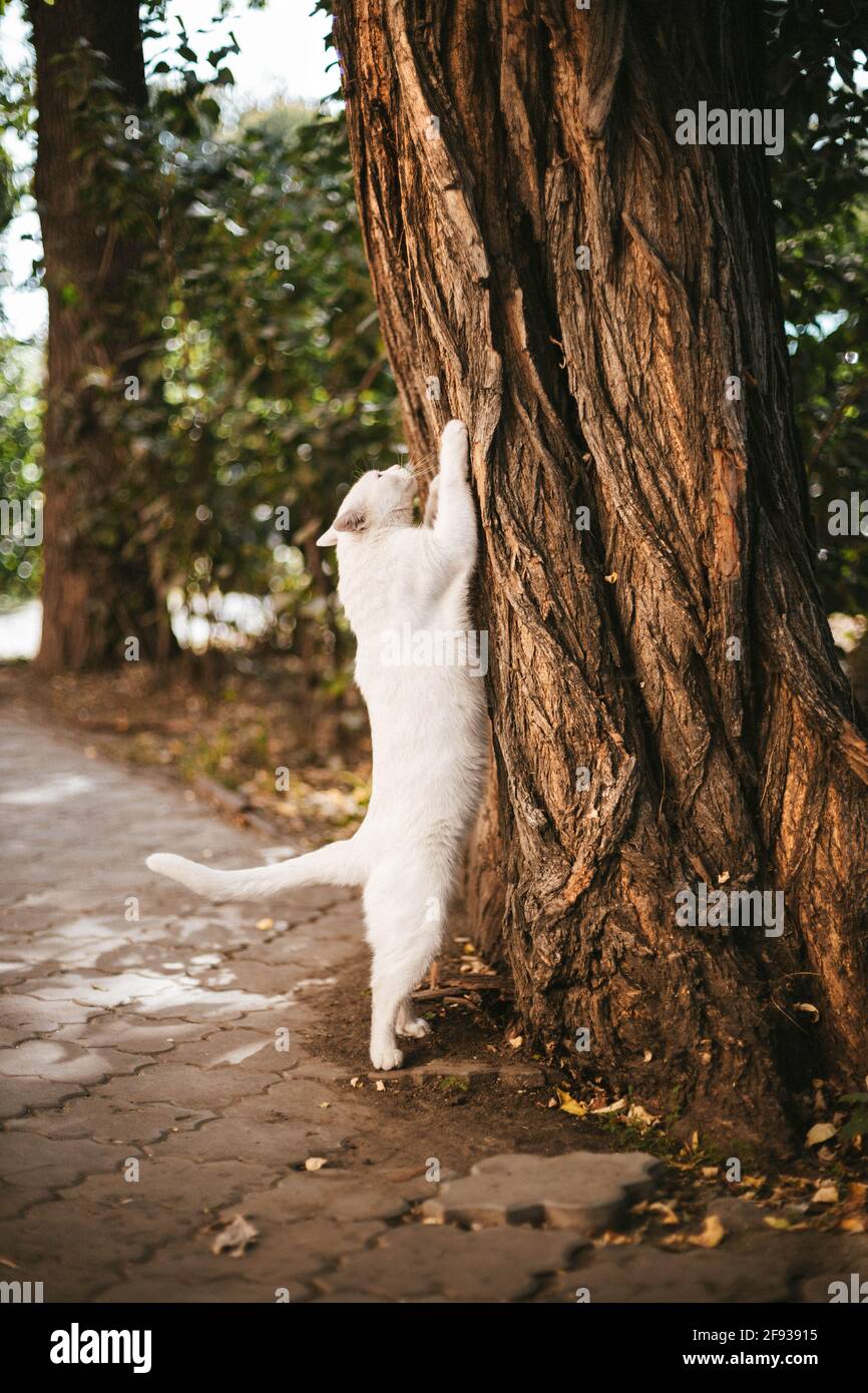 Big white cat is scratching an oak tree paired in the street.Animal